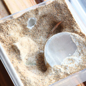 The Ant Chamber