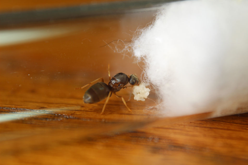 Labor Day Lasius Ants (Lasius neoniger) - Image 4