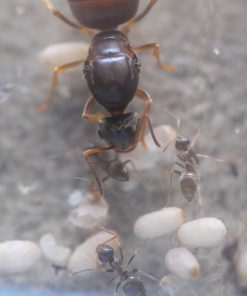 Alternative view of Labor Day Lasius Ants (Lasius neoniger)