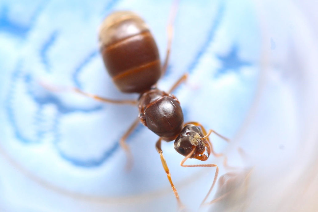Labor Day Lasius Ants (Lasius neoniger) - Image 5