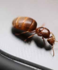 Alternative view of American Yellow Meadow Ants (Lasius brevicornis)