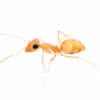 Ewart's Honeypot Ants (Myrmecocystus ewarti)