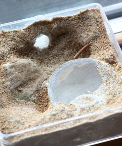 Alternative view of The Ant Chamber