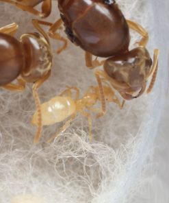 American Yellow Meadow Ants (Lasius brevicornis)