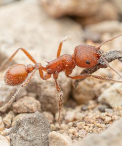 Western Harvester Ants (Pogonomyrmex occidentalis)