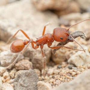 Western Harvester Ants (Pogonomyrmex occidentalis)