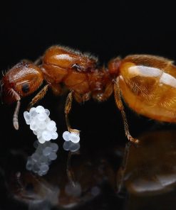 Gatekeeper Big-Headed Ants (Pheidole lamia)