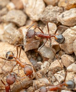 Alternative view of Hairy Long-Legged Ants (Novomessor albisetosus)