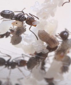 Alternative view of Giant Velvety Ants (Liometopum apiculatum)