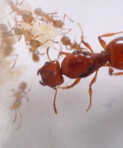 Eastern Big-Headed Ant (Pheidole dentata)