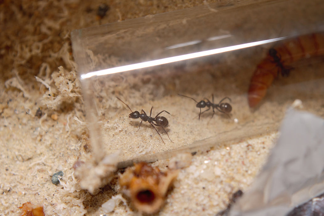 Black Field Ants (Formica subsericea) - Image 2
