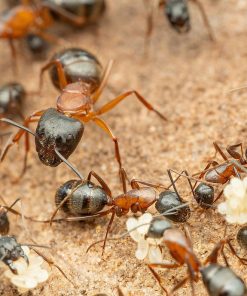 Brick Carpenter Ant (Camponotus semitestaceus)