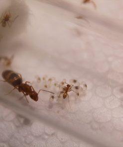 Alternative view of Orange Pyramid Ants (Dorymyrmex bureni)