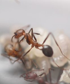 Hairy Long-Legged Ants (Novomessor albisetosus)