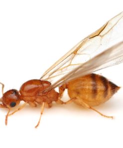 Missouri Acrobat Ant (Crematogaster missouriensis)