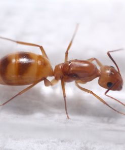Fraggles Carpenter Ant (Camponotus fragilis)