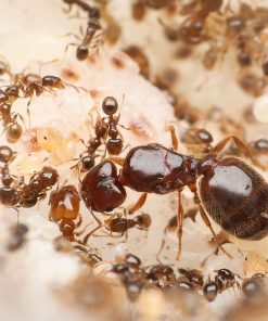 Common Big-Headed Ants (Pheidole bicarinata)
