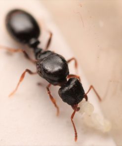Immigrant Pavement Ants (Tetramorium immigrans)