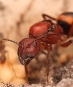 Camponotus socius (Sandhill Carpenter Ant)
