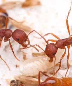 Florida Harvester Ants (Pogonomyrmex badius)