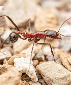 Desert Long-Legged Ants (Novomessor cockerelli)