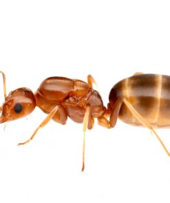 Orange Pyramid Ants (Dorymyrmex bureni)
