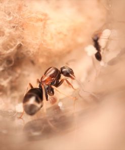 Alternative view of Silver Pyramid Ants (Dorymyrmex grandulus)