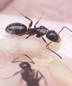 Alternative view of Snelling's Carpenter Ant (Camponotus snellingi)