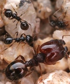 Dry Big-Headed Ant (Pheidole xerophila)
