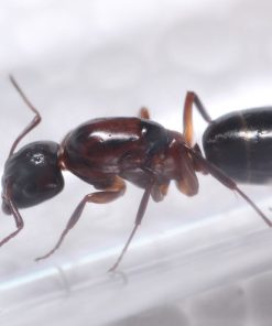 Hyatt's Carpenter Ant (Camponotus hyatti)