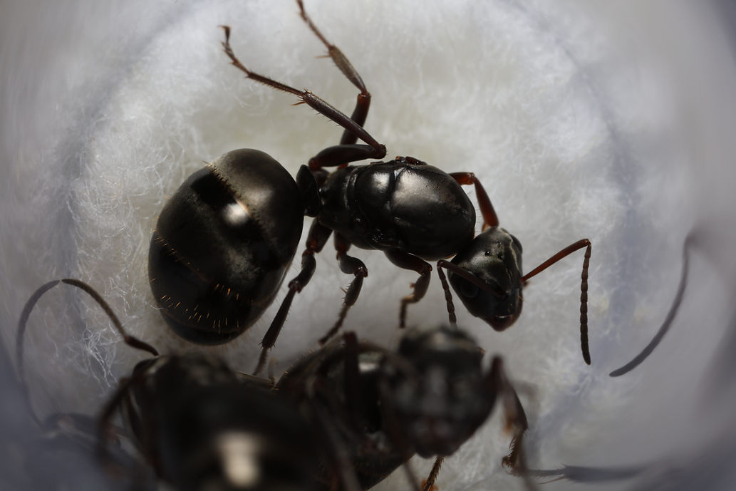 Black Field Ants (Formica subsericea)