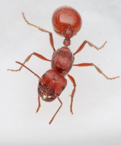 Alternative view of Western Harvester Ants (Pogonomyrmex occidentalis)