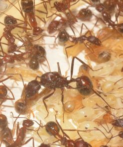 Alternative view of Desert Long-Legged Ants (Novomessor cockerelli)