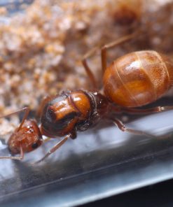 Alternative view of Orange Honeypot Ants (Myrmecocystus wheeleri)
