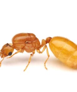 Pergande's Thief Ant (Solenopsis pergandei)