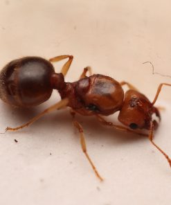 Morris' Big-Headed Ants (Pheidole morrisii)