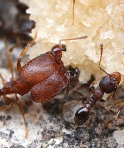 Hairy Big-Headed Ant (Pheidole pilifera)