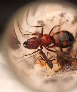 Alternative view of Camponotus socius (Sandhill Carpenter Ant)