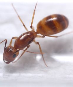 Alternative view of Fraggles Carpenter Ant (Camponotus fragilis)