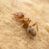 Giant Velvety Ants (Liometopum apiculatum)