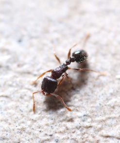 Alternative view of Immigrant Pavement Ants (Tetramorium immigrans)