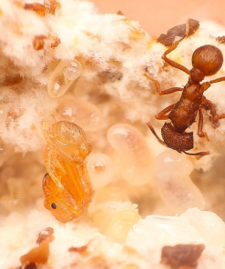 Alternative view of Southwestern Leafcutter Ant (Acromyrmex versicolor)