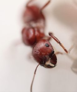 Alternative view of Giant Harvester Ants (Pogonomyrmex barbatus)