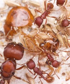 Alternative view of Florida Harvester Ants (Pogonomyrmex badius)
