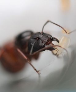 Alternative view of Variable Carpenter Ants (Camponotus vicinus)