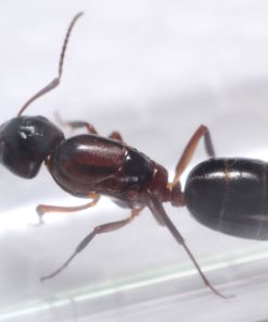 Alternative view of Hyatt's Carpenter Ant (Camponotus hyatti)