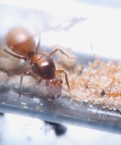 Orange Honeypot Ants (Myrmecocystus wheeleri)