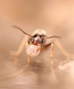 Silver Pyramid Ants (Dorymyrmex grandulus)