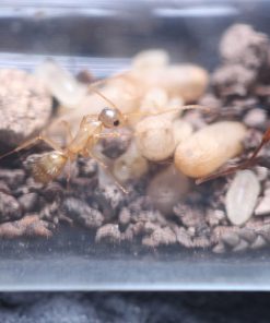 Alternative view of Orange Striped Carpenter Ants (Camponotus sansabeanus)