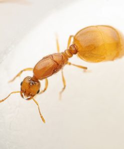 Southwestern Thief Ant (Solenopsis krockowi)